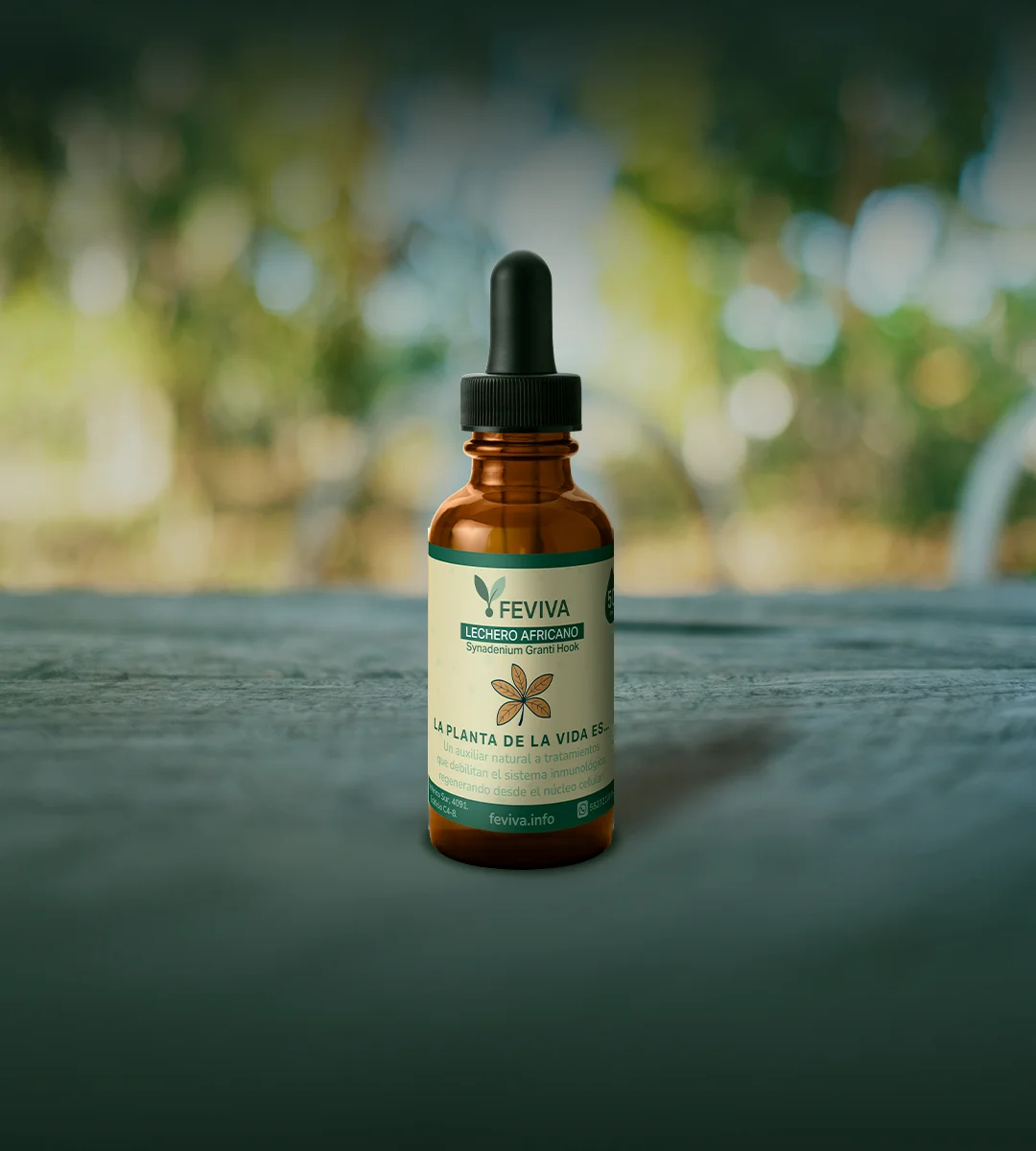 Lechero Africano Lechero Africano Feviva